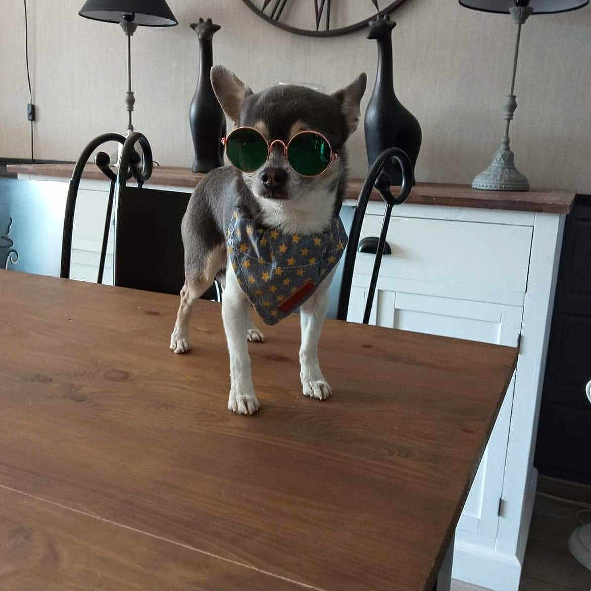 Pagaille participe au concours pour gagner de l'argent avec cette photo : accessories, animal, architecture, building, canine, desk, diningroom, diningtable, dog, furniture, indoors, interiordesign, lamp, pet, puppy, room, table, tablelamp, tabletop, wood