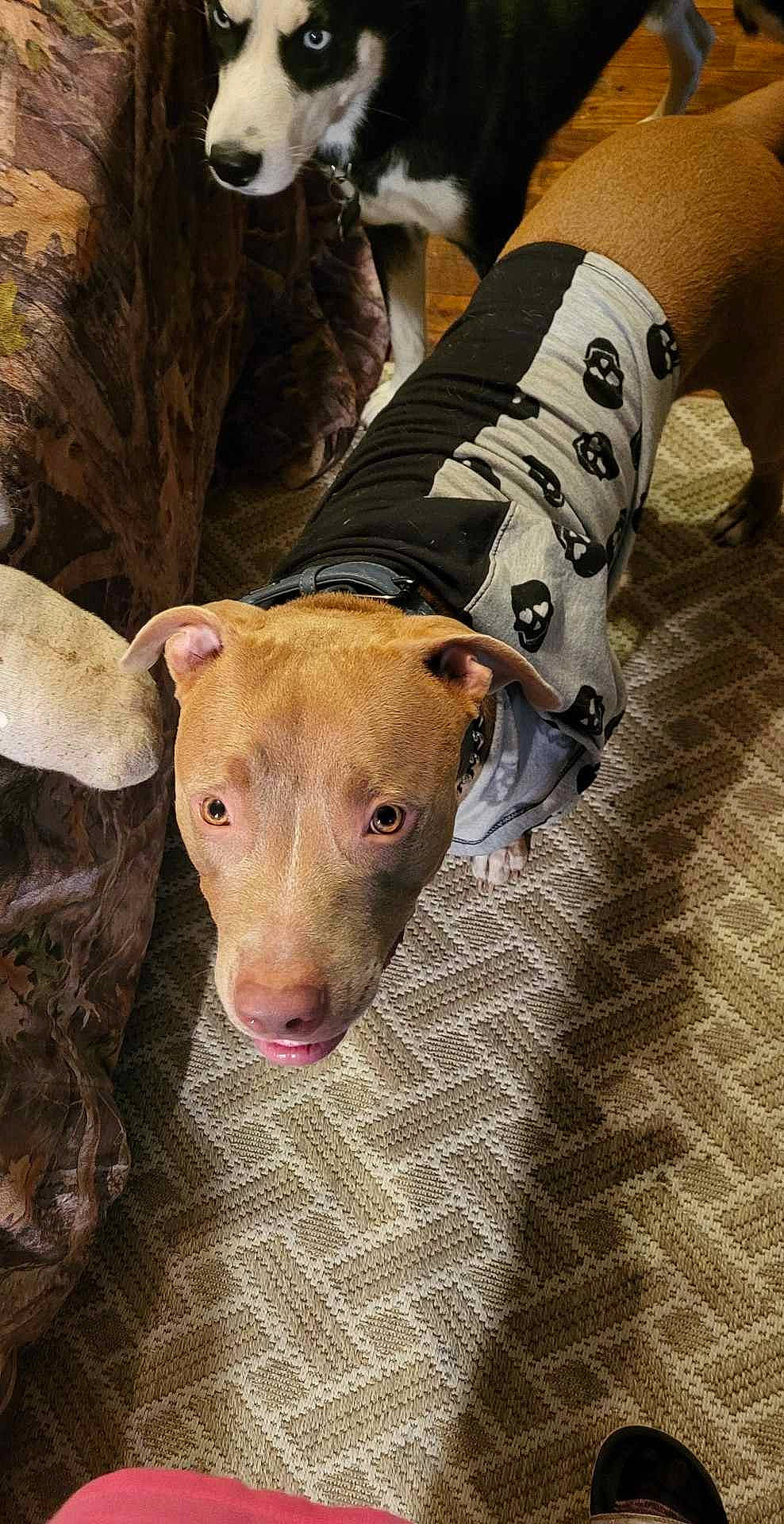 Edward is registered to the contest to win money with this photo: canidae, carnivore, companion_dog, dog, dog_breed, dog_clothes, fawn, fur, human_leg, livestock, mudhol_hound, polish_greyhound, rampur_greyhound, sighthound, snout, sporting_group, terrestrial_animal, whiskers, wood, working_animal