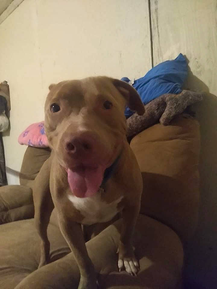 Edward is registered to the contest to win money with this photo: canidae, carnivore, comfort, companion_dog, couch, dog, dog_breed, dog_supply, ear, fawn, jaw, liver, non_sporting_group, pet_supply, sporting_group, terrestrial_animal, whiskers, working_animal