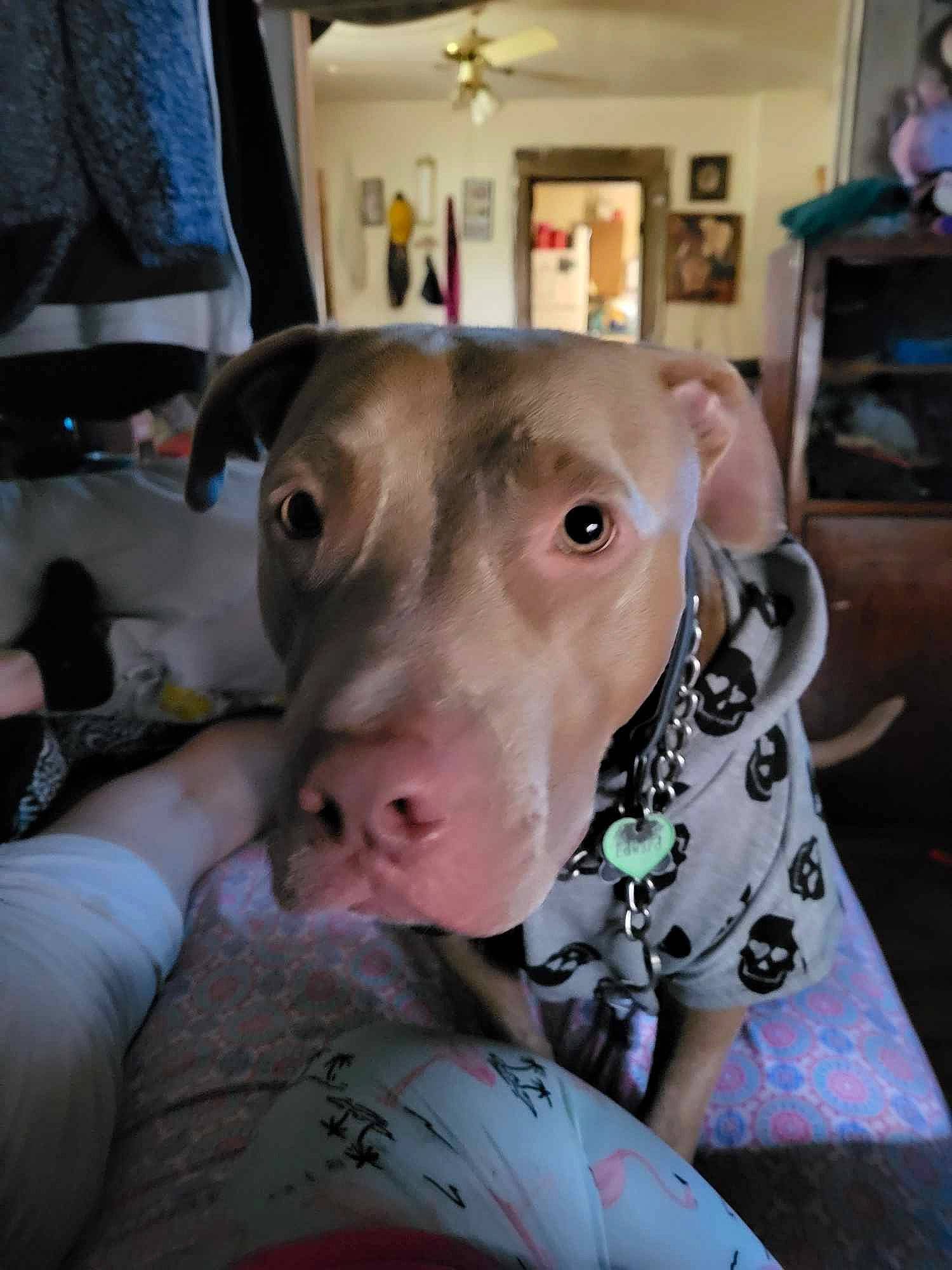 Edward is registered to the contest to win money with this photo: canidae, companion_dog, costume, dairy_cow, dog_breed, dogo_argentino, domestic_pig, ear, fawn, flesh, fur, guard_dog, livestock, non_sporting_group, picture_frame, snout, sporting_group, suidae, whiskers, working_animal