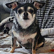 Nugget joined the competition — help win amazing prizes! dog, pet, indoor, blanket, pillow, small_dog, cozy, cute, sitting, fur, ears, face, eyes, animal, companion, domestic, resting, home, texture, comfort