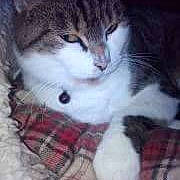 Chipie participe au concours pour gagner de l'argent avec cette photo :
