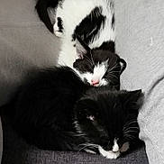 Les Frerots participe au concours pour gagner de l'argent avec cette photo : black, black_and_white, black_cat, carnivore, cat, ear, felidae, fur, kitten, mammal, norwegian_forest_cat, small_to_medium_sized_cats, snout, tail, whiskers