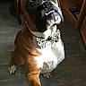 Lasko participe au concours pour gagner de l'argent avec cette photo : boerboel, boxer, bullmastiff, canidae, carnivore, companion_dog, dog, dog_breed, fawn, mammal, molosser, non_sporting_group, old_english_bulldog, puppy, rare_breed_dog, snout, sporting_group, valley_bulldog, vertebrate, working_dog
