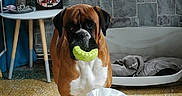 Lasko participe au concours pour gagner de l'argent avec cette photo : boerboel, boxer, bullmastiff, canidae, carnivore, companion_dog, dog, dog_breed, english_mastiff, fawn, mammal, molosser, non_sporting_group, rare_breed_dog, snout, tosa, working_dog