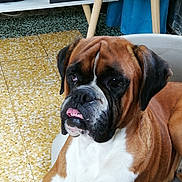 Lasko a rejoint le concours — aidez-le/la à gagner de superbes lots ! boerboel, boxer, bullmastiff, canidae, carnivore, companion_dog, dog, dog_breed, english_mastiff, fawn, mammal, molosser, old_english_bulldog, olde_english_bulldogge, rare_breed_dog, snout, sporting_group, valley_bulldog, vertebrate, working_dog