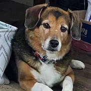 Sherman is registered to the contest to win money with this photo: dog, pet, indoor, carpet, brown_fur, white_paws, collar, lying_down, looking_at_camera, ears, face, canine, domestic_animal, fur, animal, mammal, resting, closeup, companion, household