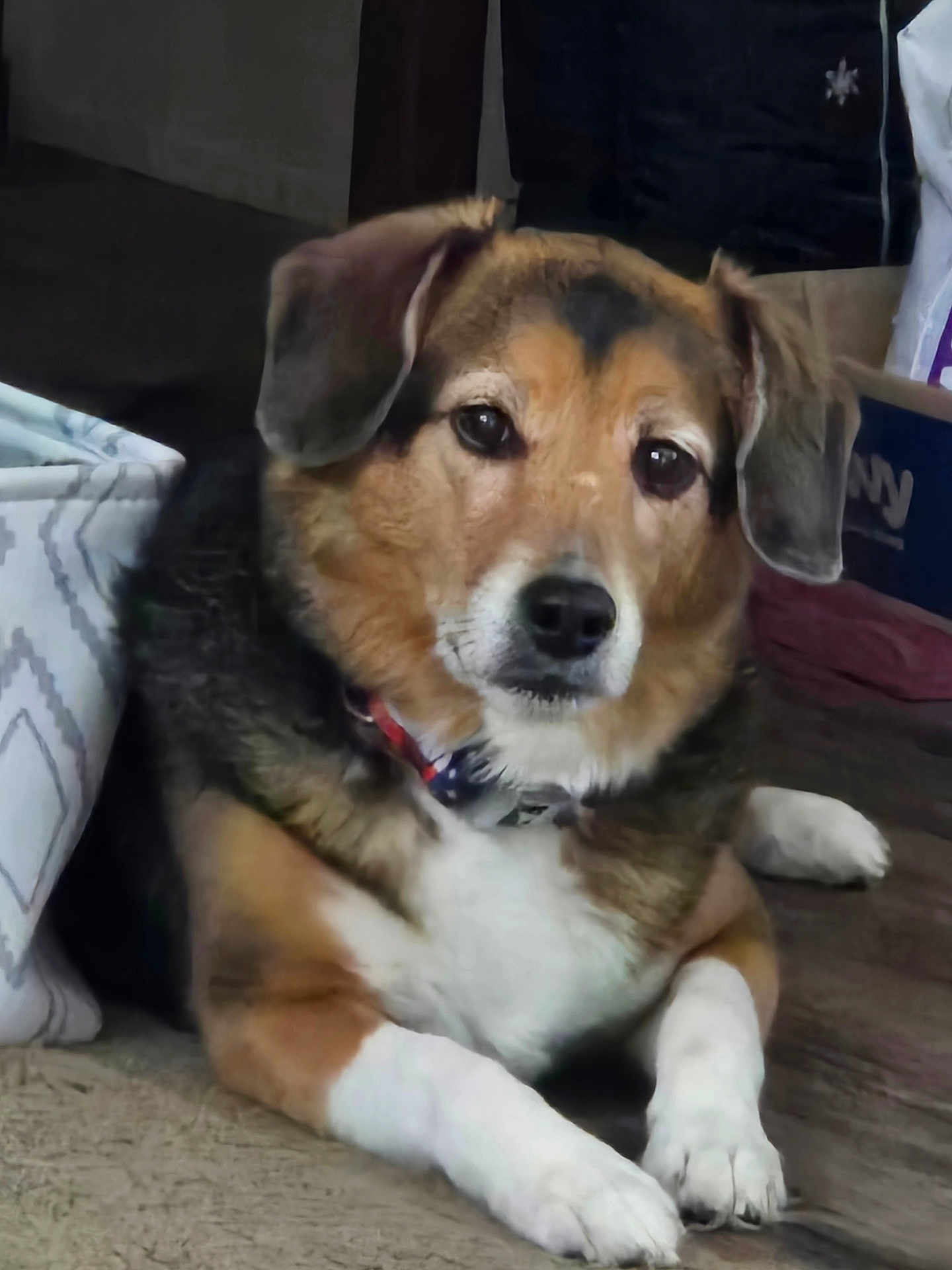 Sherman is registered to the contest to win money with this photo: dog, pet, indoor, carpet, brown_fur, white_paws, collar, lying_down, looking_at_camera, ears, face, canine, domestic_animal, fur, animal, mammal, resting, closeup, companion, household