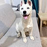 puppy, dog, white_dog, blue_eyes, sitting, tongue_out, indoor, couch, sofa, pet, ears_up, happy, smiling, cute, young_dog, furniture, carpet, home, living_room, canine