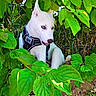 Australe a rejoint le concours — aidez-le/la à gagner de superbes lots ! dog, puppy, husky, white_dog, blue_eyes, green_leaves, plants, outdoor, nature, harness, young_dog, curious, pet, grass, foliage, animal, cute, canine, forest, shrubbery