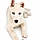 Australe