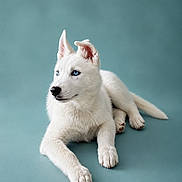 Australe a rejoint le concours — aidez-le/la à gagner de superbes lots ! puppy, dog, white_fur, blue_eyes, animal, pet, lying_down, studio, portrait, cute, fur, canine, looking_away, ears, paw, young_dog, isolated, background, calm, soft_lighting