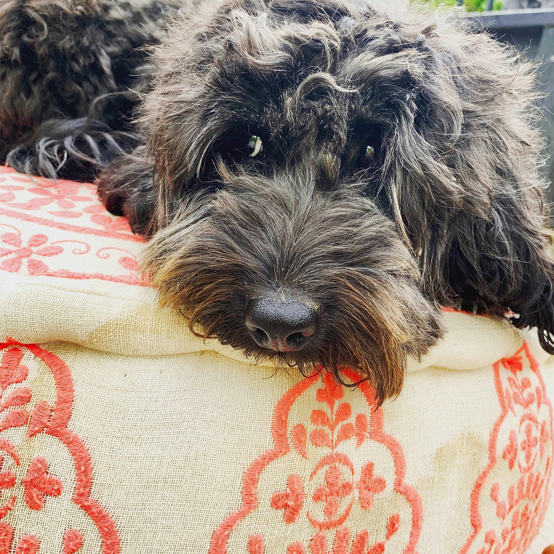 Boo is registered to the contest to win money with this photo: affenpinscher, airedale, animal, ball, canine, cockerspaniel, couch, cushion, dog, football, furniture, homedecor, hound, pet, poodle, puppy, soccer, soccerball, terrier, whitedog