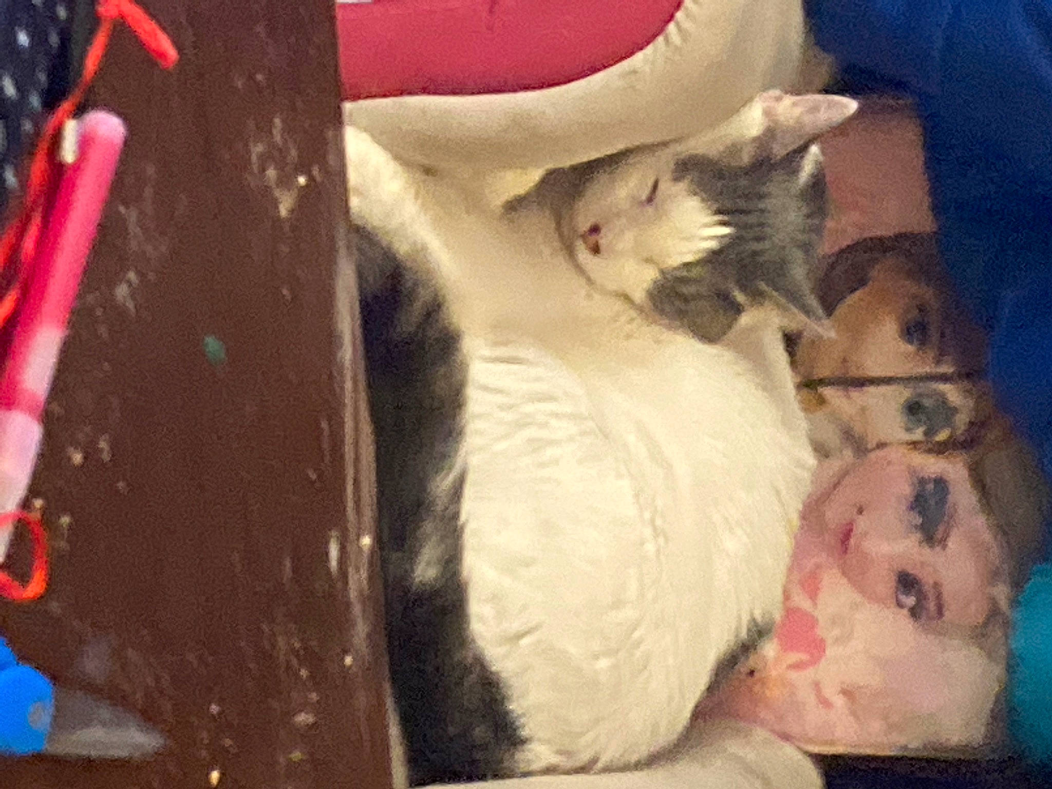 Crystal is registered to the contest to win money with this photo: canidae, carnivore, cat, comfort, companion_dog, dog_breed, domestic_short_haired_cat, fawn, felidae, flesh, fur, lap, nap, paw, small_to_medium_sized_cats, snout, sporting_group, tail, textile, whiskers