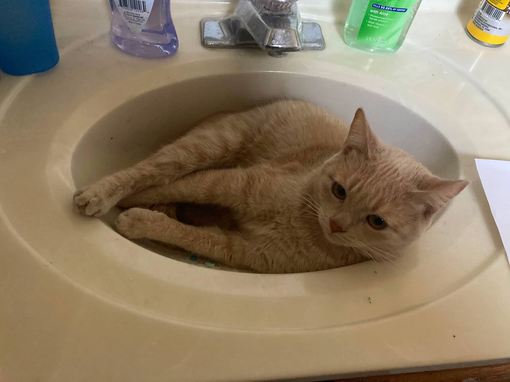 Chole is registered to the contest to win money with this photo: carnivore, cat, domestic_short_haired_cat, felidae, fish, flooring, fur, ingredient, liquid, personal_care, plastic_bottle, plumbing, plumbing_fixture, salt_and_pepper_shakers, sink, small_to_medium_sized_cats, tail, tap, whiskers, wood