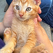 Nacho joined the competition — help win amazing prizes! animal, casual, closeup, curious, cute, feline, friendly, fur, hand, holding, kitten, orange_cat, outdoor, paw, person, pet, relaxed, tabby, whiskers, young