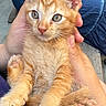 animal, casual, closeup, curious, cute, feline, friendly, fur, hand, holding, kitten, orange_cat, outdoor, paw, person, pet, relaxed, tabby, whiskers, young