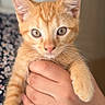 Nacho is registered to the contest to win money with this photo: animal, closeup, cute, domestic_cat, ears, eyes, feline, fur, hand, holding, indoor, kitten, mammal, orange_cat, pet, portrait, soft_light, tabby, whiskers, young_cat