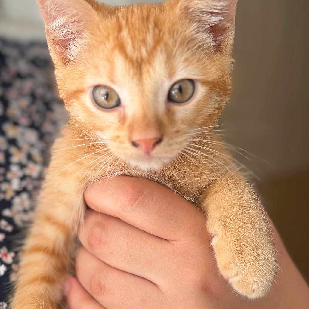 Nacho