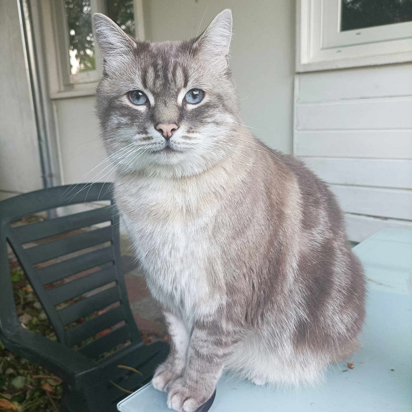 Simba participe au concours pour gagner de l'argent avec cette photo : abyssinian, angora, animal, architecture, building, cat, chair, furniture, hardwood, homedecor, house, housing, kitten, linen, manx, pet, plywood, porch, siamese, wood