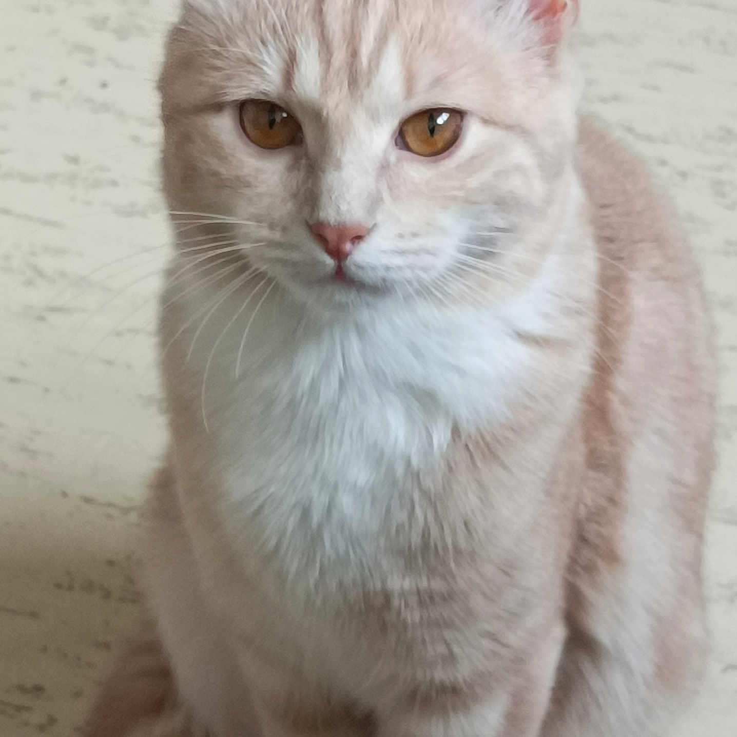 Nala