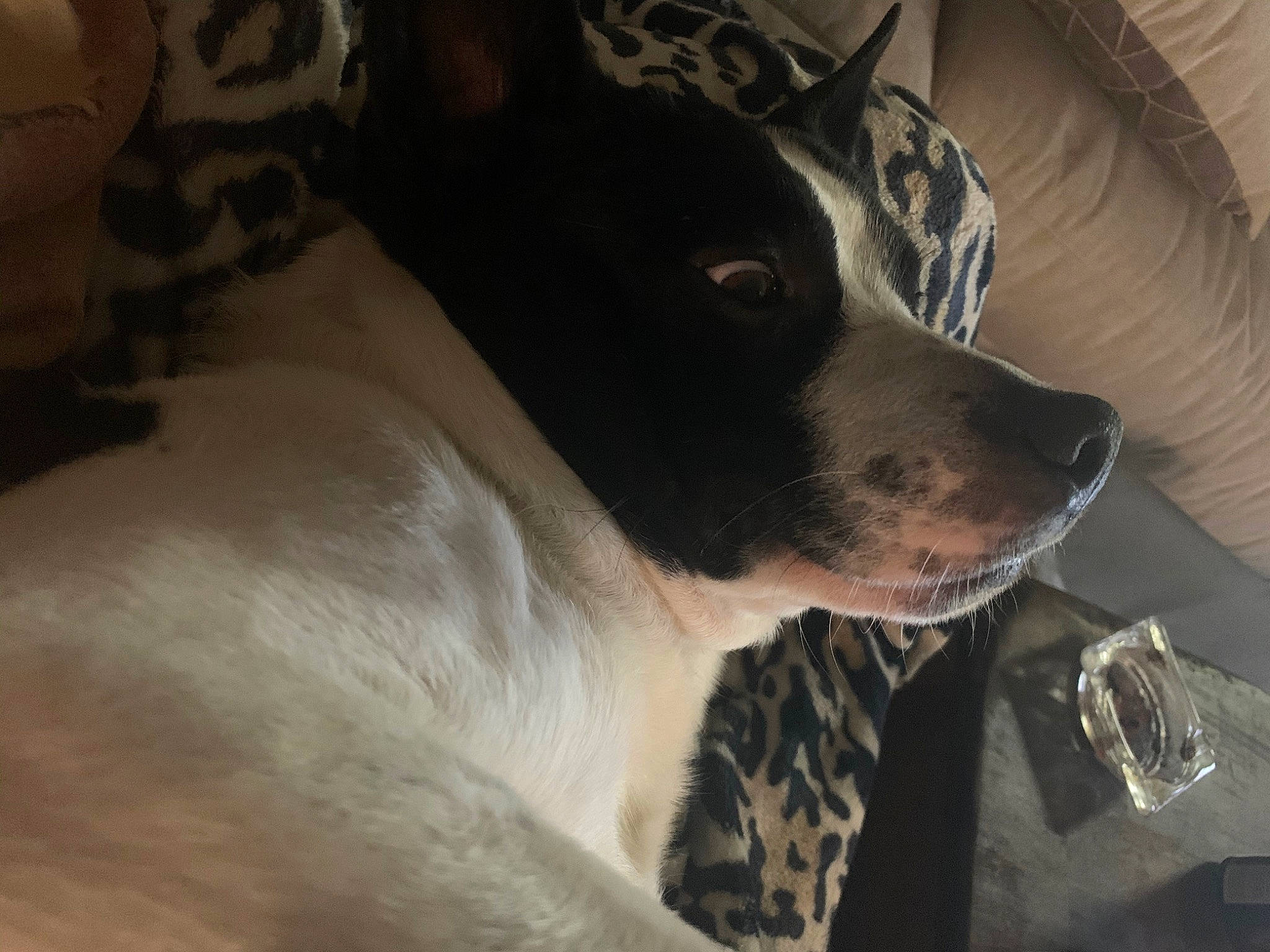 Sammy is registered to the contest to win money with this photo: canidae, carnivore, collar, companion_dog, dog, dog_breed, ear, fur, non_sporting_group, snout, sporting_group, whiskers, working_animal