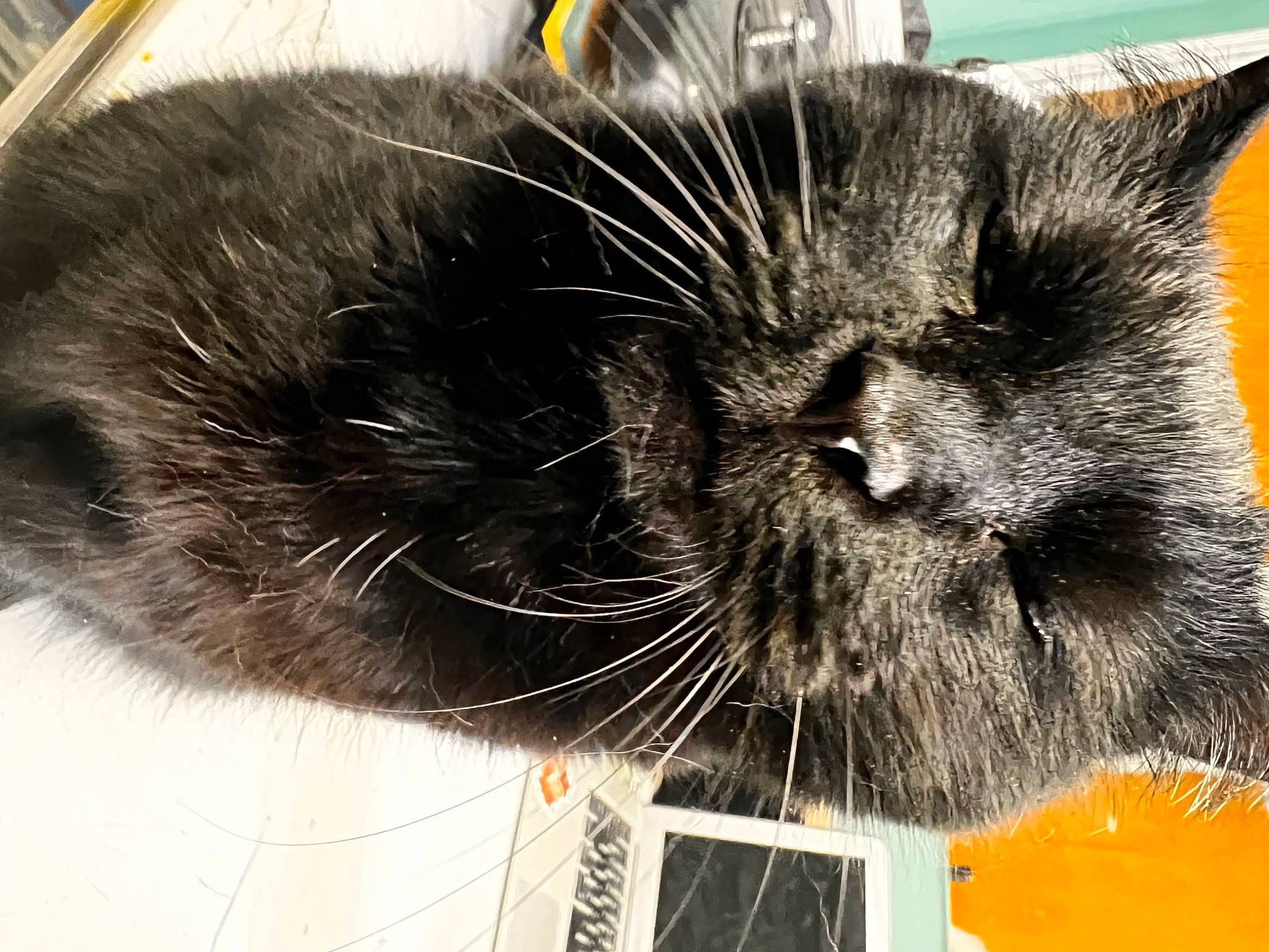 Meows is registered to the contest to win money with this photo: black_cat, bombay, box, carnivore, cat, claw, comfort, domestic_short_haired_cat, ear, felidae, fur, nap, paw, small_to_medium_sized_cats, snout, tail, whiskers