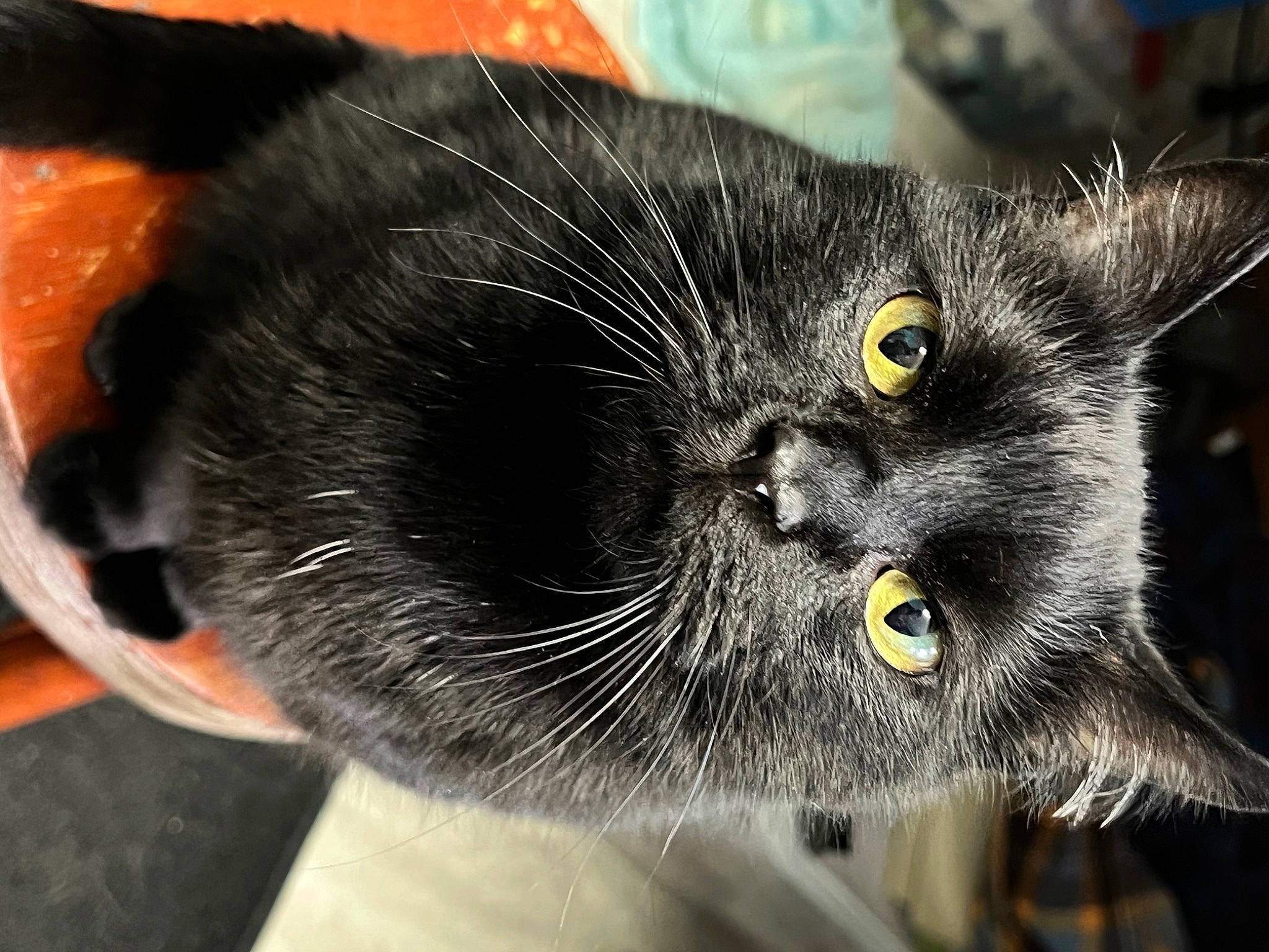 Meows is registered to the contest to win money with this photo: black_cat, carnivore, cat, claw, close_up, domestic_short_haired_cat, ear, eye, felidae, fur, grey, monochrome_photography, paw, small_to_medium_sized_cats, snout, terrestrial_animal, whiskers