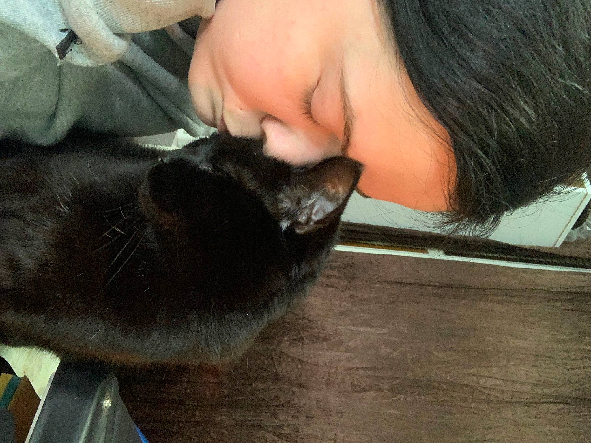 Meows joined the competition — help win amazing prizes! black_hair, carnivore, cat, claw, comfort, domestic_short_haired_cat, ear, eyelash, felidae, flooring, fur, gesture, hardwood, long_hair, nose, skin, small_to_medium_sized_cats, snout, tail, whiskers