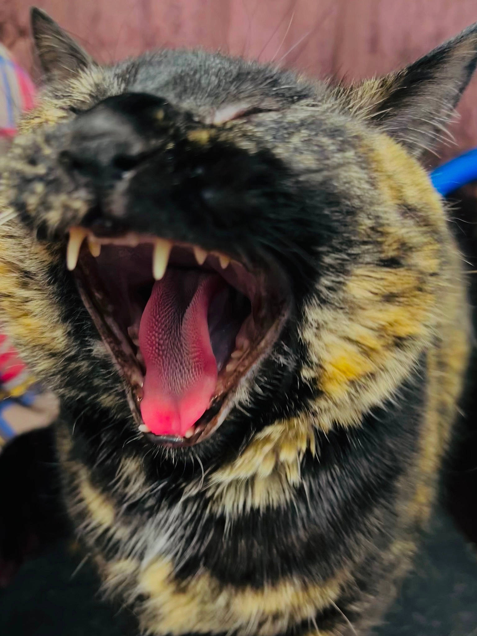 Bitsy joined the competition — help win amazing prizes! carnivore, cat, claw, close_up, dog_breed, eye, fang, felidae, fur, human_body, iris, jaw, roar, small_to_medium_sized_cats, snout, terrestrial_animal, tongue, whiskers, wildlife, yawn