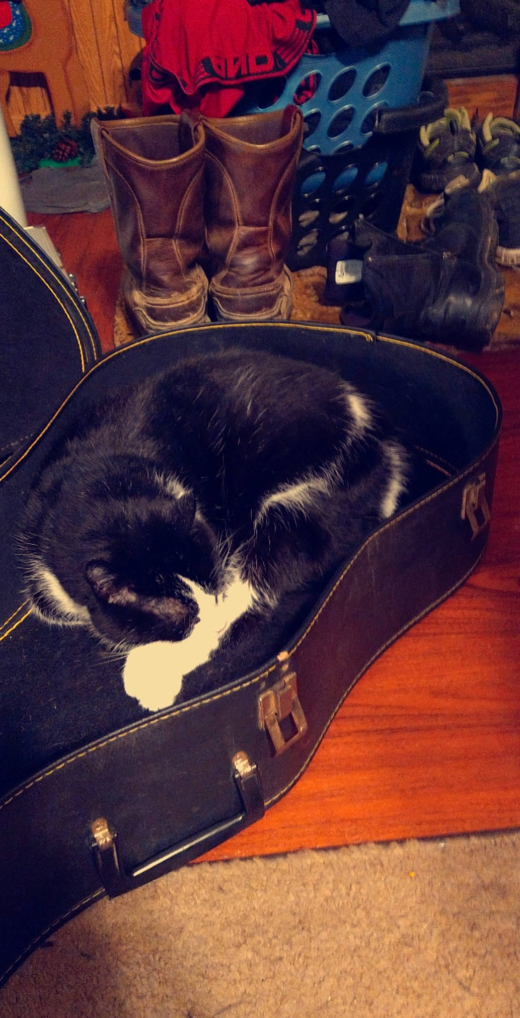 Finnick is registered to the contest to win money with this photo: bag, baggage, brown, carnivore, cat, chair, cloud, comfort, electric_blue, fashion_accessory, felidae, fur, furniture, hardwood, luggage_and_bags, metal, small_to_medium_sized_cats, tail, whiskers, wood