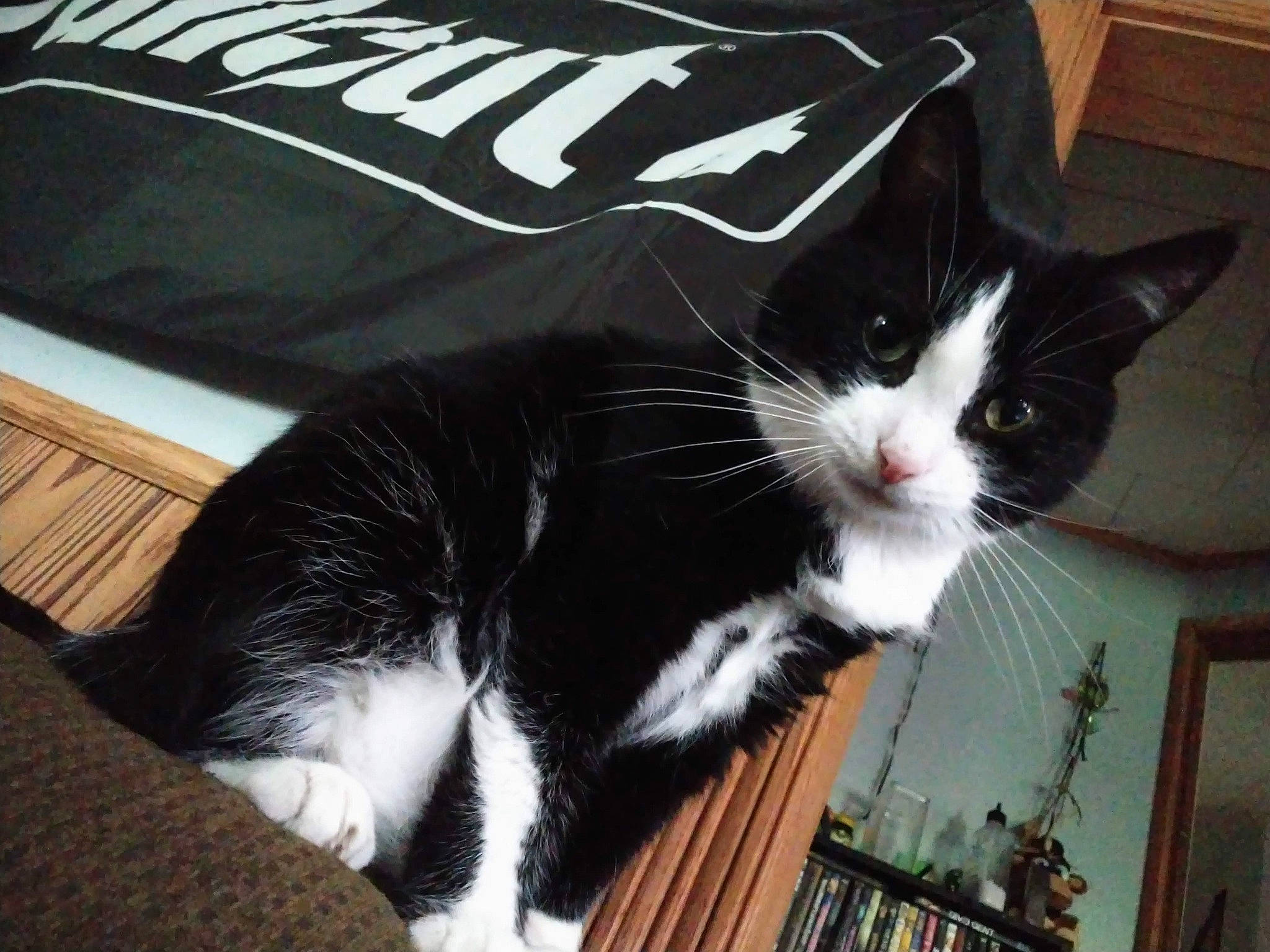 Finnick is registered to the contest to win money with this photo: bag, bookcase, carnivore, cat, comfort, domestic_short_haired_cat, fashion_accessory, felidae, flooring, fur, hardwood, lap, luggage_and_bags, paw, shelf, sitting, small_to_medium_sized_cats, tail, whiskers, wood