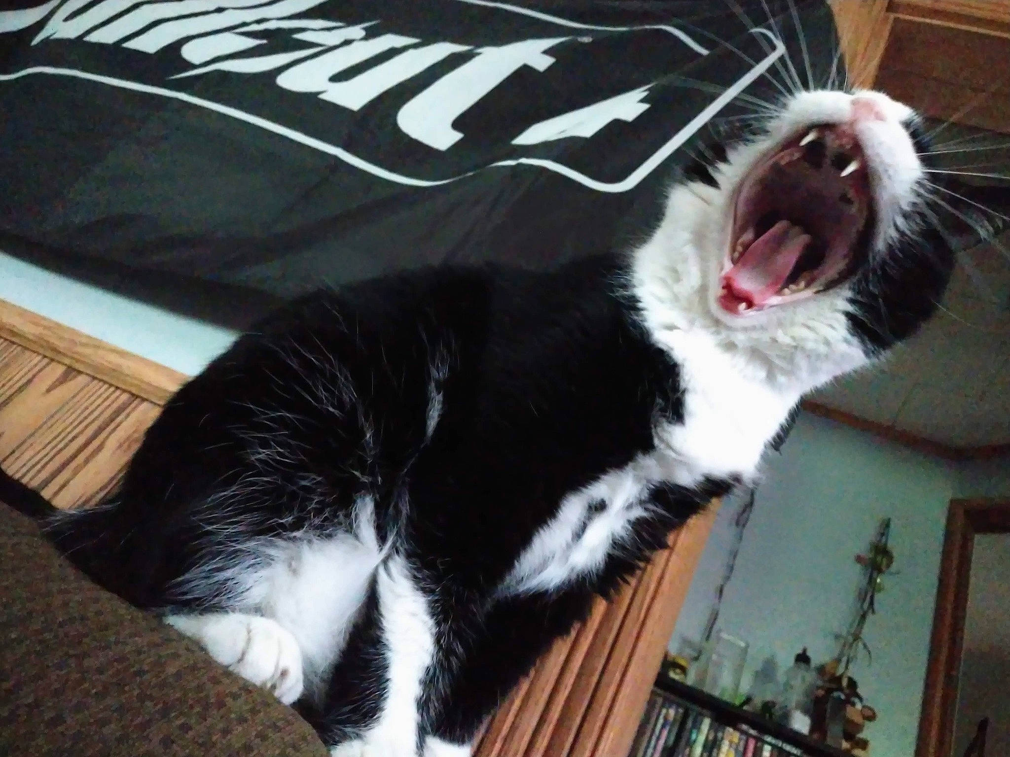 Finnick is registered to the contest to win money with this photo: bookcase, canidae, carnivore, cat, comfort, companion_dog, dog_breed, domestic_short_haired_cat, fang, felidae, fur, roar, shelf, small_to_medium_sized_cats, snout, sporting_group, tail, terrestrial_animal, whiskers, yawn