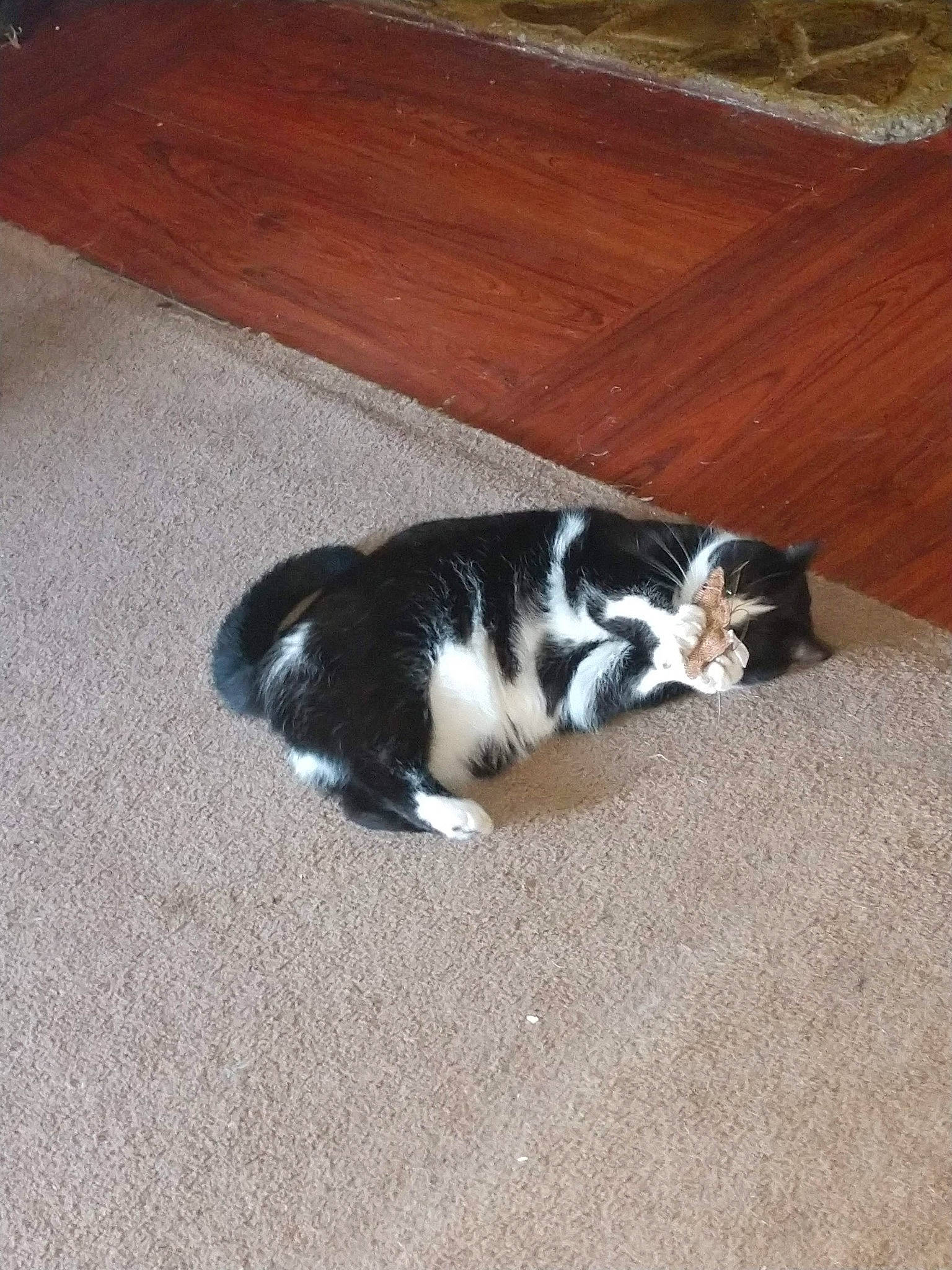 Finnick is registered to the contest to win money with this photo: canidae, carnivore, cat, claw, comfort, companion_dog, dog_breed, felidae, floor, flooring, fur, hardwood, paw, small_to_medium_sized_cats, snout, sporting_group, tail, terrestrial_animal, whiskers, wood