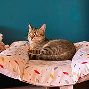 Nala participe au concours pour gagner de l'argent avec cette photo : cat, tabby, sleeping, cushion, patterned_cushion, indoor, pet, resting, feline, striped, cozy, comfort, animal, fur, relaxed, home, blue_wall, soft, cute, peaceful