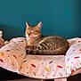 cat, tabby, sleeping, cushion, patterned_cushion, indoor, pet, resting, feline, striped, cozy, comfort, animal, fur, relaxed, home, blue_wall, soft, cute, peaceful