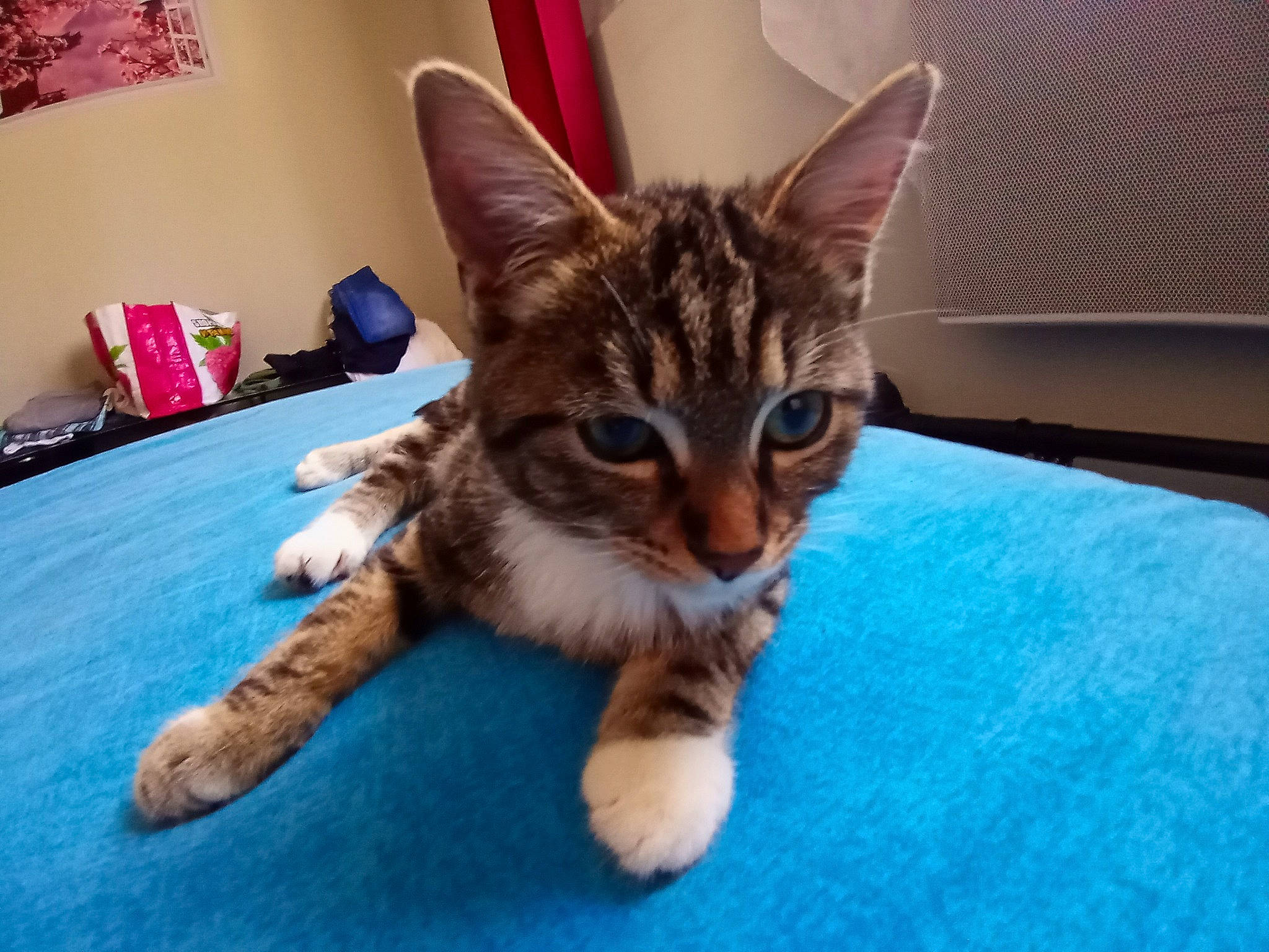 Chamalow a rejoint le concours — aidez-le/la à gagner de superbes lots ! carnivore, cat, cat_supply, claw, domestic_short_haired_cat, felidae, flooring, fur, paw, pet_supply, room, small_to_medium_sized_cats, snout, tail, terrestrial_animal, whiskers