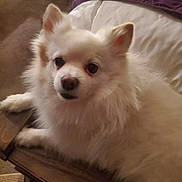 Harley joined the competition — help win amazing prizes! dog, white, fluffy, pet, indoor, chair, wooden, cushion, animal, cute, fur, small_dog, relaxed, companion, domestic, looking, ears, snout, paws, portrait