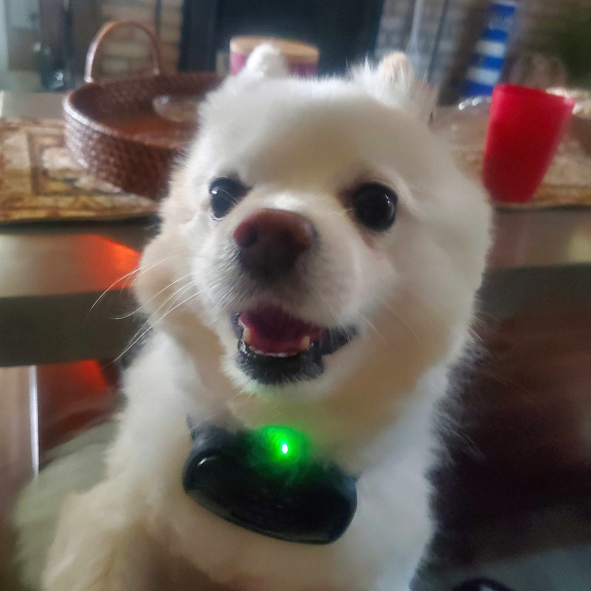 Harley