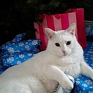 Knuckles joined the competition — help win amazing prizes! animal, blue_wrapping_paper, can, cat, chubby, close_up, cute, feline, front_view, gift_wrap, holiday, indoor, lying_down, paw, pet, pink_bag, plush, relaxed, snowflake_pattern, white_cat