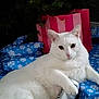animal, blue_wrapping_paper, can, cat, chubby, close_up, cute, feline, front_view, gift_wrap, holiday, indoor, lying_down, paw, pet, pink_bag, plush, relaxed, snowflake_pattern, white_cat