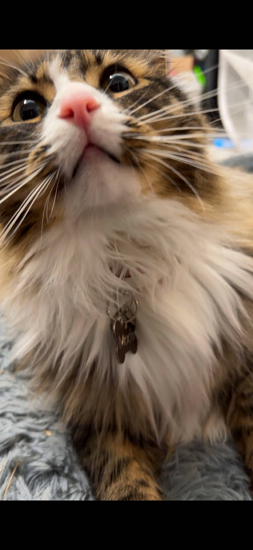 Mochi is registered to the contest to win money with this photo: abyssinian, accessories, angora, animal, bodypart, cat, electronics, face, formalwear, hardware, jewelry, kitten, manx, mouth, necklace, person, pet, snout, tie, tongue