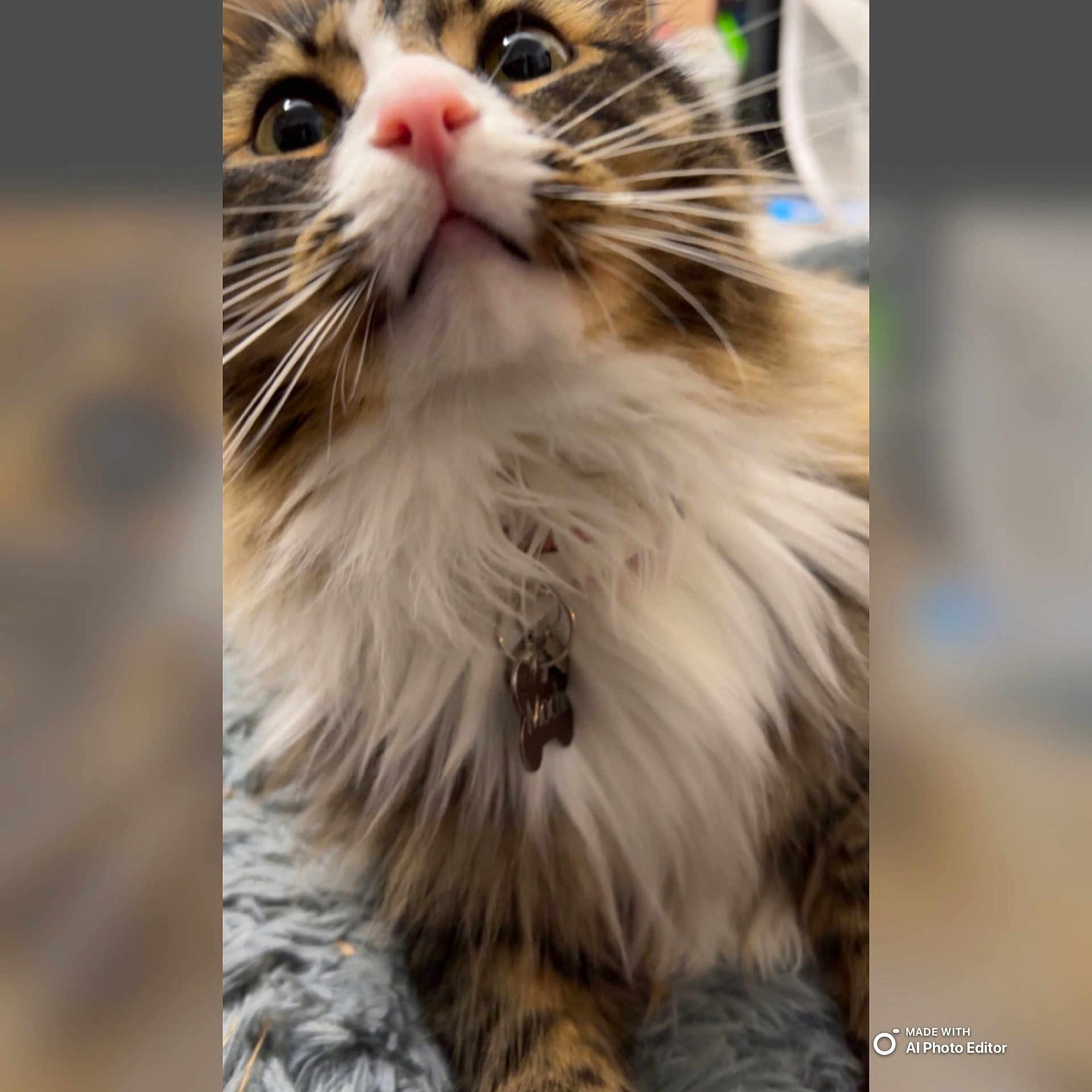 Mochi joined the competition — help win amazing prizes! abyssinian, accessories, angora, animal, bodypart, cat, collar, formalwear, jewelry, kitten, manx, mouth, necklace, pendant, person, pet, siamese, snout, tie, tongue