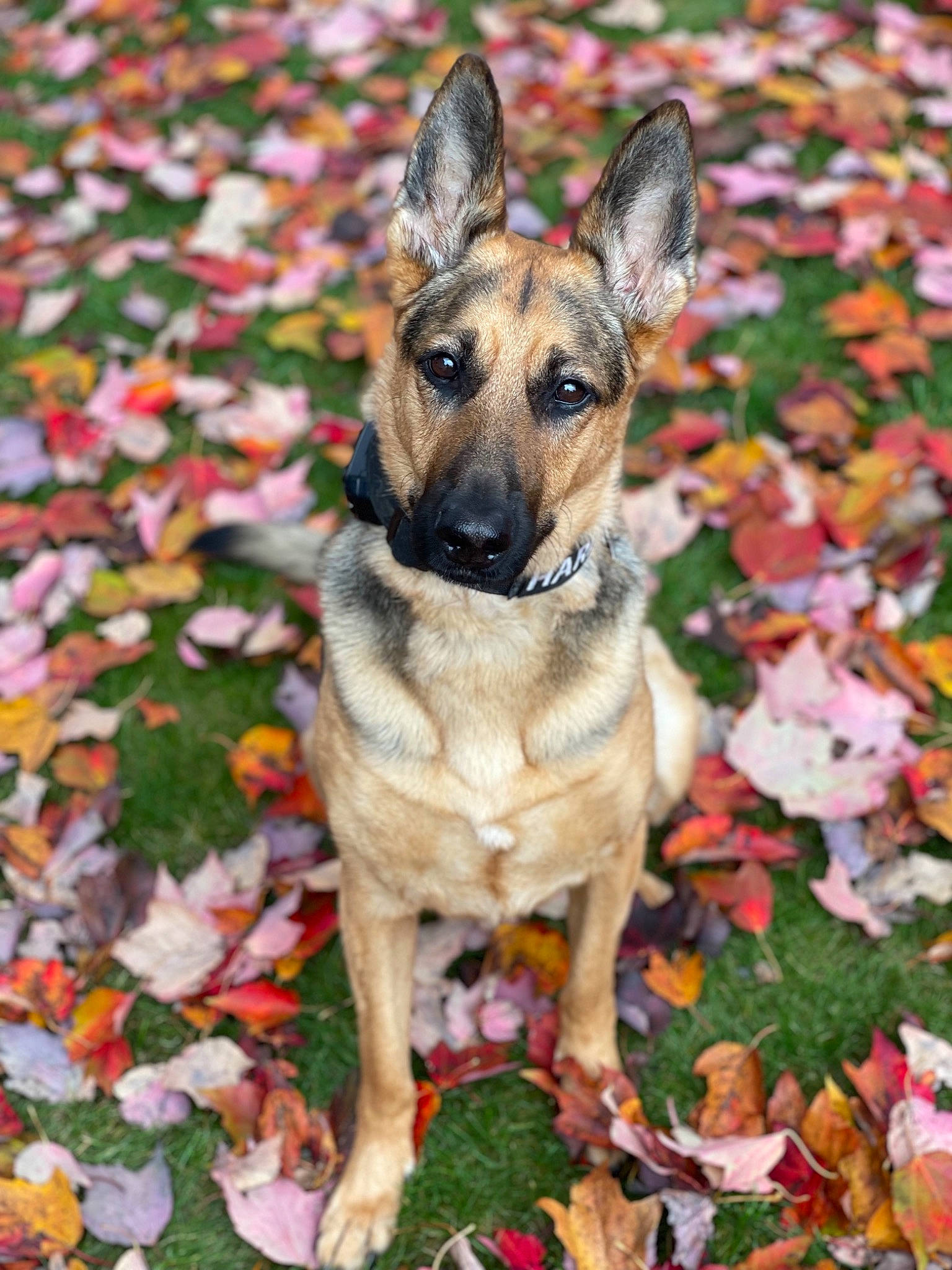 Harley joined the competition — help win amazing prizes! art, canidae, carnivore, companion_dog, dog, dog_breed, dog_supply, east_european_shepherd, fawn, german_shepherd_dog, grass, groundcover, herding_dog, king_shepherd, plant, snout, sporting_group, terrestrial_animal, tree, working_dog