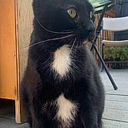 Mister joined the competition — help win amazing prizes! cat, tuxedo_cat, black_cat, white_patch, whiskers, green_eyes, portrait, close_up, paws, sitting, porch, deck, chair, window, outdoor, fur, domestic_cat, pet, side_profile, relaxed