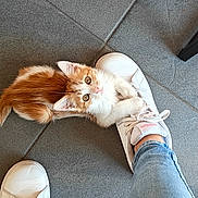 Véga a rejoint le concours — aidez-le/la à gagner de superbes lots ! kitten, cat, orange_and_white, white_sneaker, shoe_laces, blue_jeans, tiled_floor, pet, animal, cute, small, clinging, looking_up, curious, indoor, footwear, person, domestic_cat, playful, young_cat