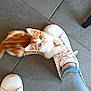 kitten, cat, orange_and_white, white_sneaker, shoe_laces, blue_jeans, tiled_floor, pet, animal, cute, small, clinging, looking_up, curious, indoor, footwear, person, domestic_cat, playful, young_cat