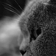 Ete a rejoint le concours — aidez-le/la à gagner de superbes lots ! atmosphere, black, black_and_white, cat, cat_like_mammal, close_up, darkness, domestic_short_haired_cat, eye, macro_photography, mammal, monochrome, monochrome_photography, nose, organ, photography, small_to_medium_sized_cats, snapshot, snout, whiskers