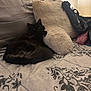 cat, black_cat, bed, pillow, plush, blanket, indoor, resting, feline, fur, cozy, comfort, patterned_bedspread, home, pet, relaxation, soft, sleeping_area, animal, domestic