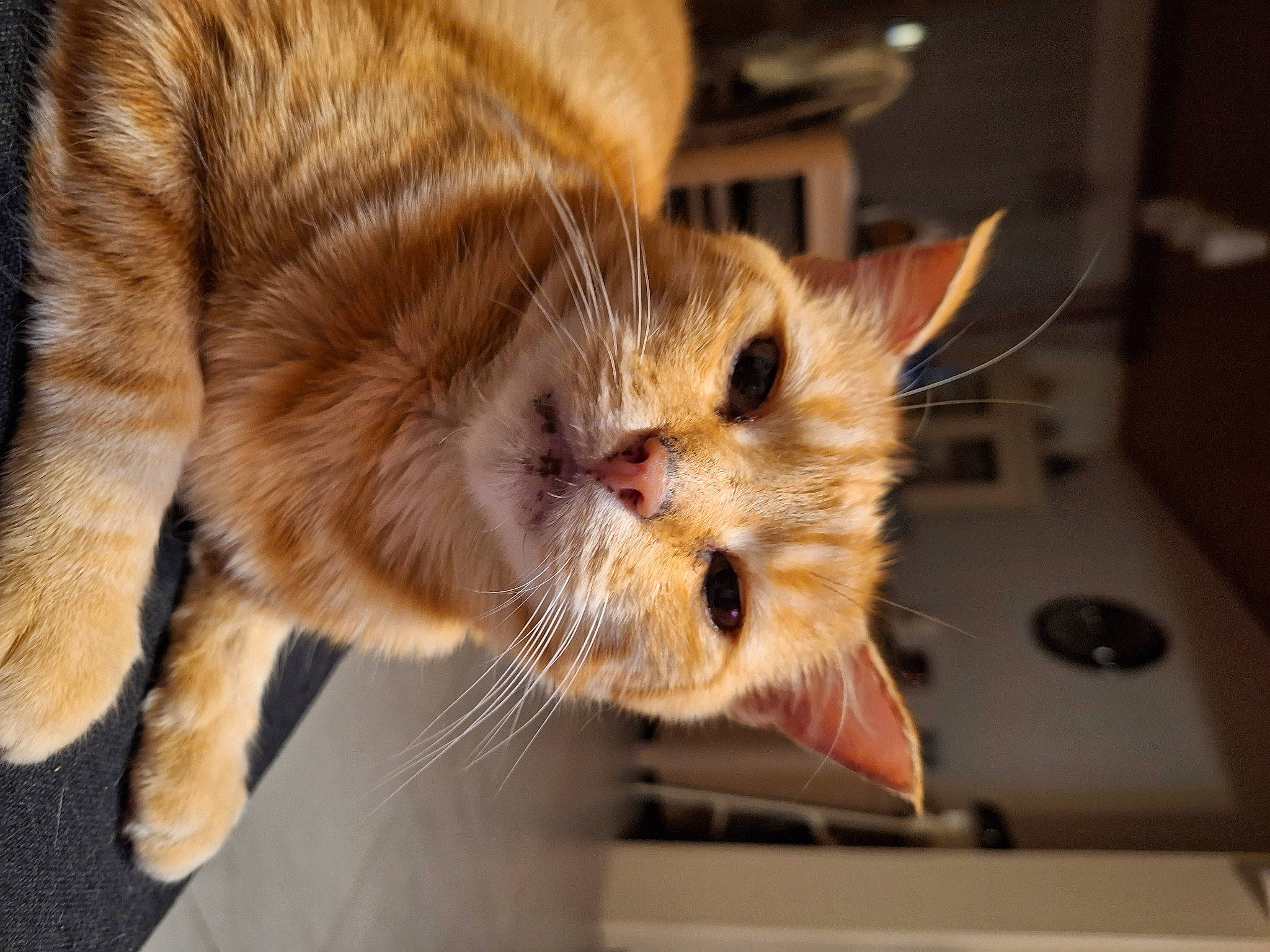 Tommi participe au concours pour gagner de l'argent avec cette photo : carnivore, cat, claw, comfort, domestic_short_haired_cat, fawn, felidae, fur, paw, small_to_medium_sized_cats, snout, tail, whiskers, wood